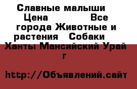 Славные малыши! › Цена ­ 10 000 - Все города Животные и растения » Собаки   . Ханты-Мансийский,Урай г.